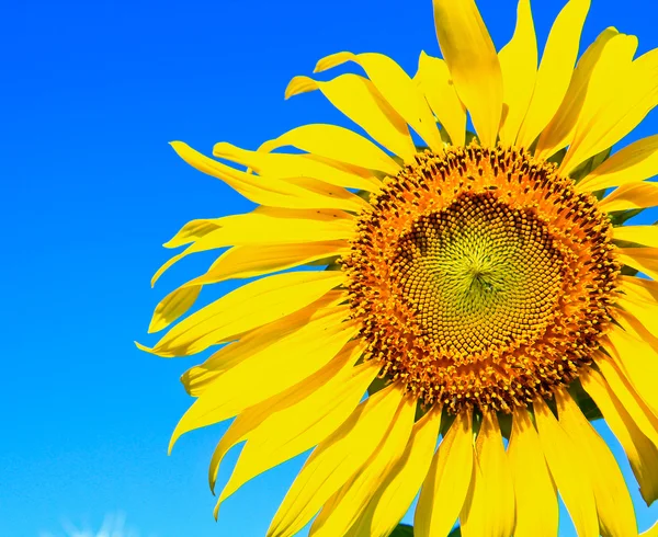 Girasole — Foto Stock