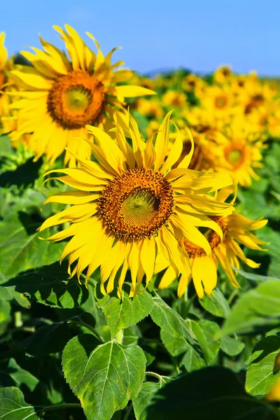 Girasol — Foto de Stock