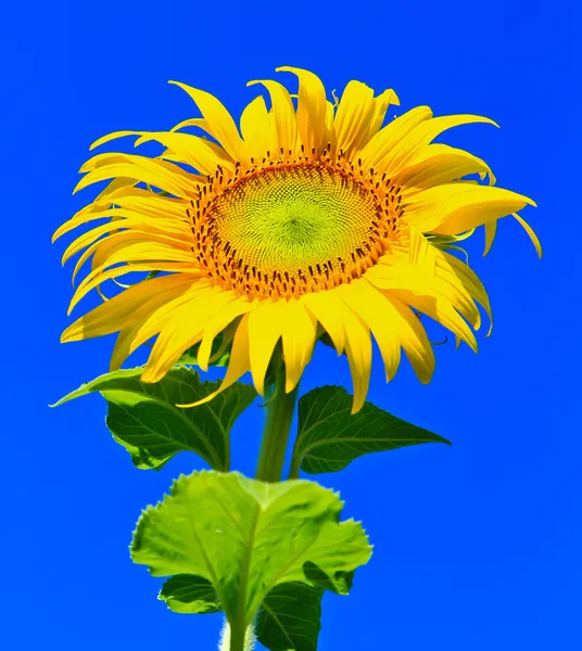 Girasol — Foto de Stock