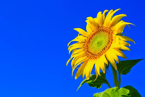 Sonnenblume — Stockfoto