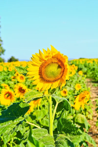 Girasol — Foto de Stock