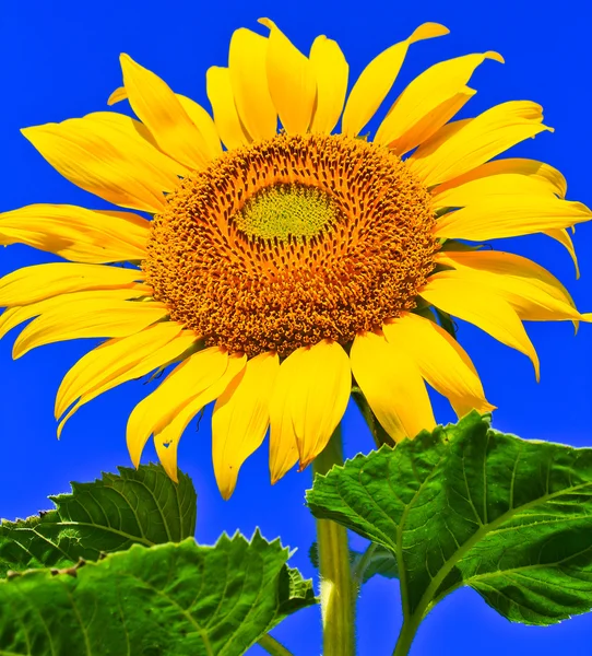 Girasol — Foto de Stock