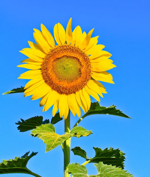 Girasol — Foto de Stock