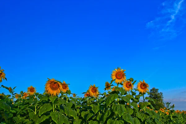 Ayçiçeği — Stok fotoğraf