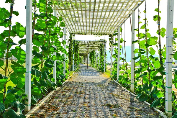 Promenera i parken — Stockfoto