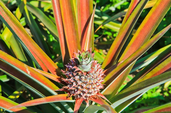 Jardín de piña — Foto de Stock