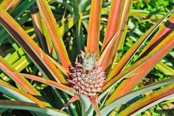 Ananasgarten — Stockfoto