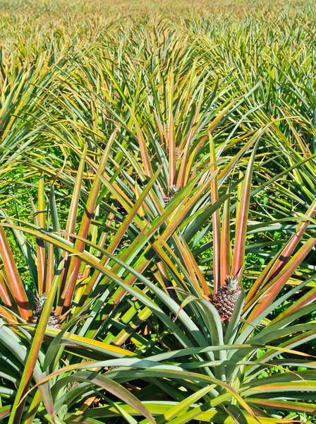 Pineapple garden — Stock Photo, Image