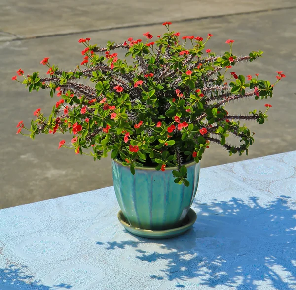 Blumen in Töpfen — Stockfoto