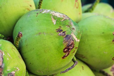 Hindistan cevizi Şubesi