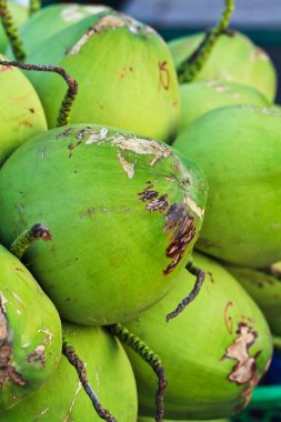 Hindistan cevizi Şubesi