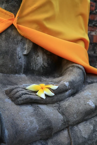 Buddha-Hand — Stockfoto