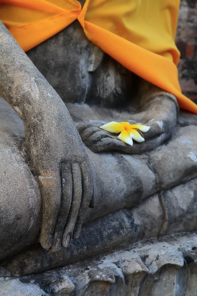 Buddha-Hand — Stockfoto