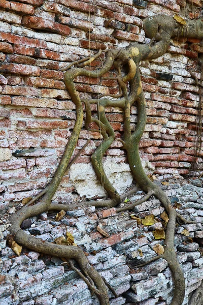 Radici degli alberi — Foto Stock