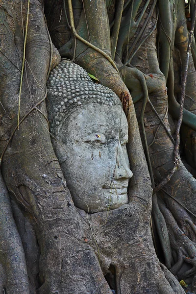 Jefe de buddha — Foto de Stock