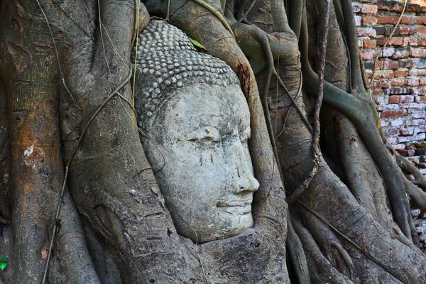 Capo del buddha — Foto Stock