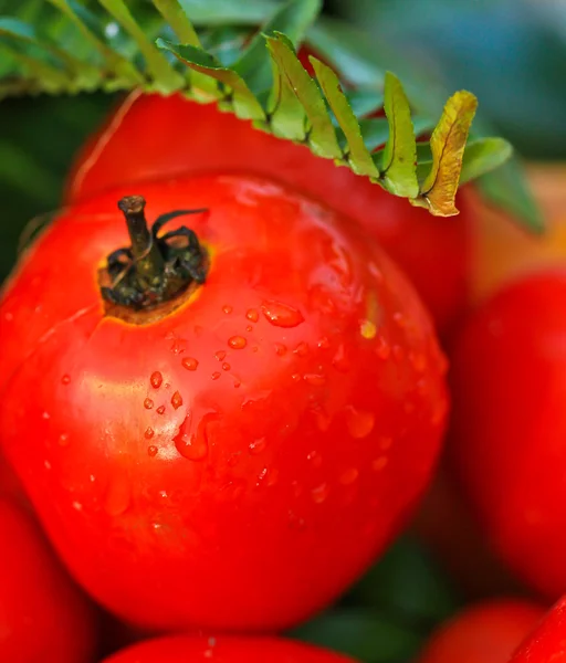 Tomatenfrucht — Stockfoto