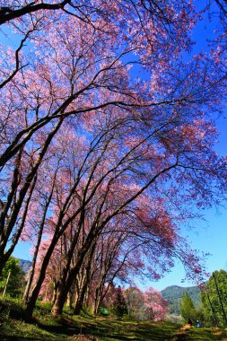 çiçek açan sakura