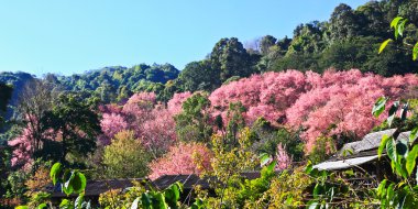 çiçek açan sakura