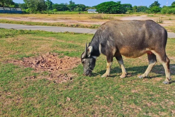 Búfalo — Foto de Stock