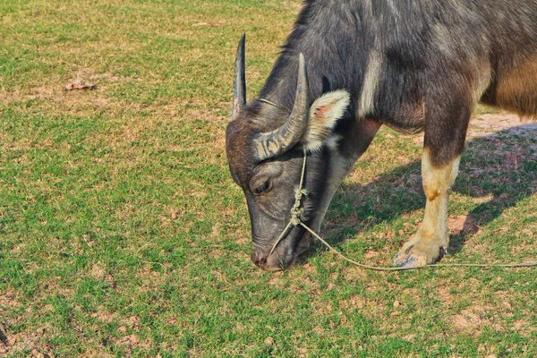 Bison — Photo