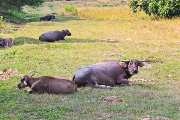 Buffalo — Stock Photo, Image