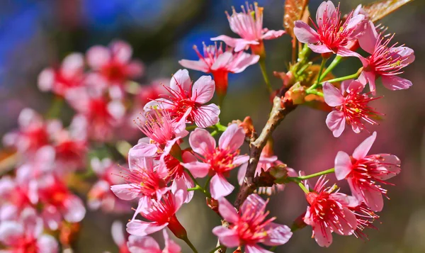 Sakura blooming — Stock Photo, Image