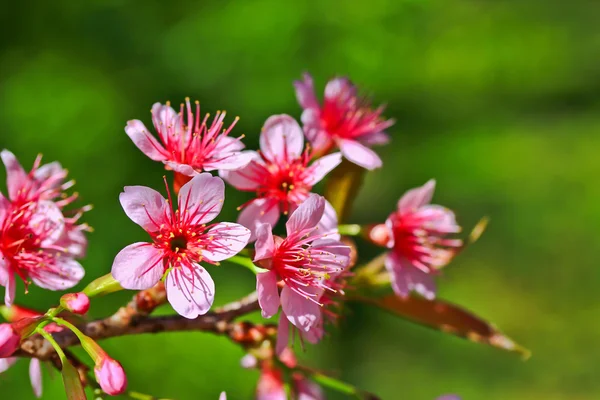 Sakura blooming — Stock Photo, Image