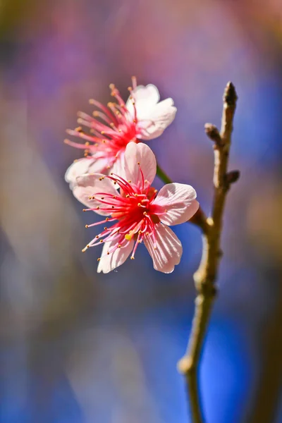 さくら咲く — ストック写真