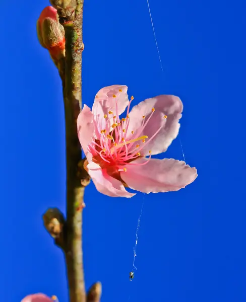 さくら咲く — ストック写真