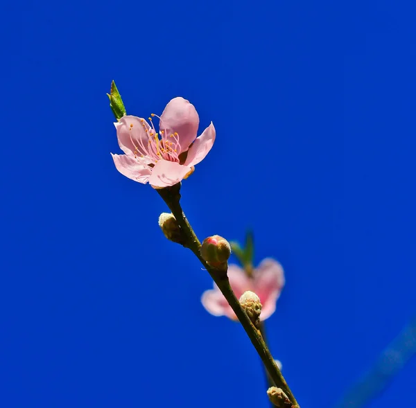 Sakura blomstrer - Stock-foto