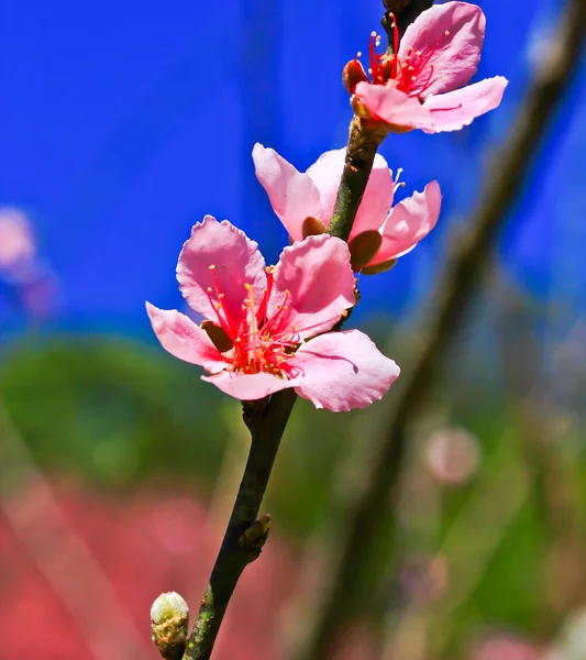 Kvetoucí Sakura — Stock fotografie