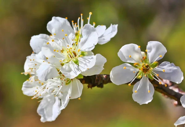 Sakura floraison — Photo