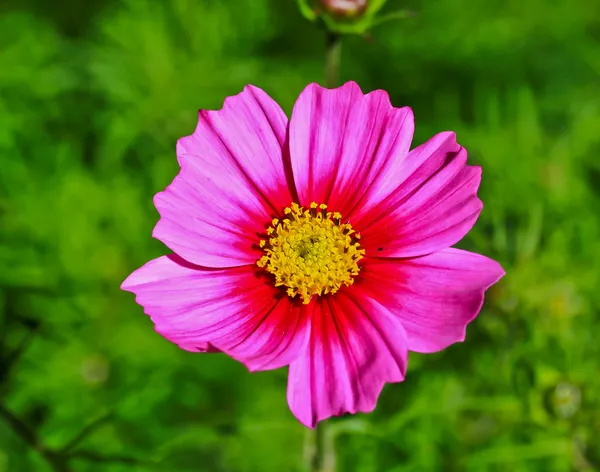 Asterales flores — Foto de Stock