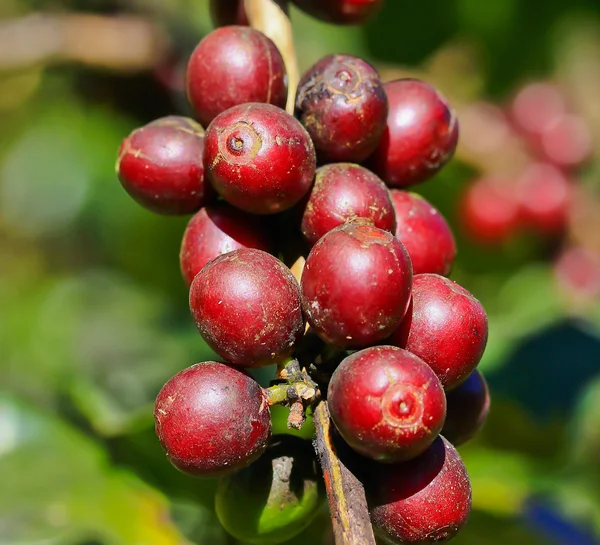 Kahve ağacı — Stok fotoğraf