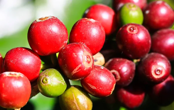 Koffie tree — Stockfoto