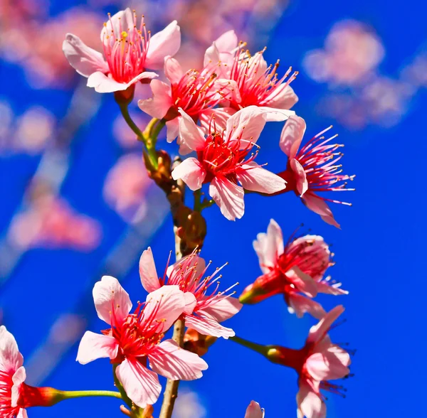 Sakura blomstrer - Stock-foto