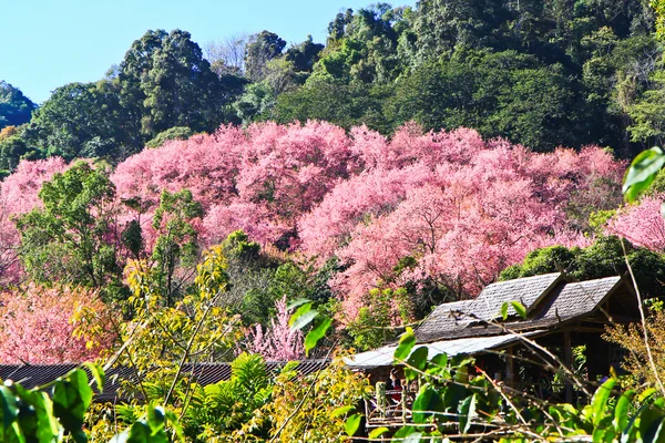 Sakura fioritura — Foto Stock