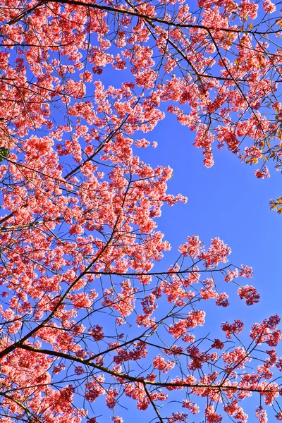 Sakura înflorește iarna — Fotografie, imagine de stoc