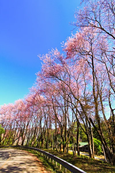 Sakura fleurissant en hiver — Photo