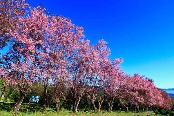 盛开的樱花 — 图库照片