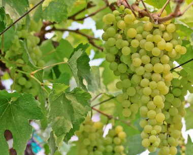 Yeşil Üzümler