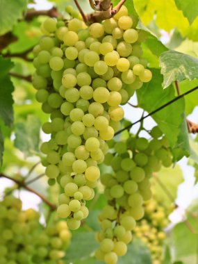 Yeşil Üzümler
