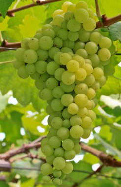 Yeşil Üzümler