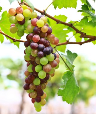 Kırmızı üzümler.