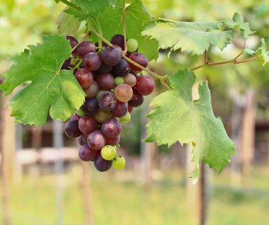 Kırmızı üzümler.