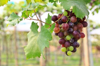 Kırmızı üzümler.