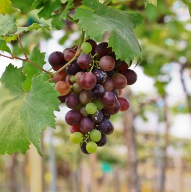 Kırmızı üzümler.