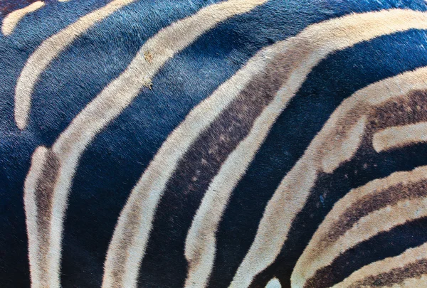 Kulit Zebra — Stok Foto