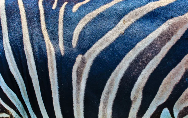 Zebra derisi — Stok fotoğraf